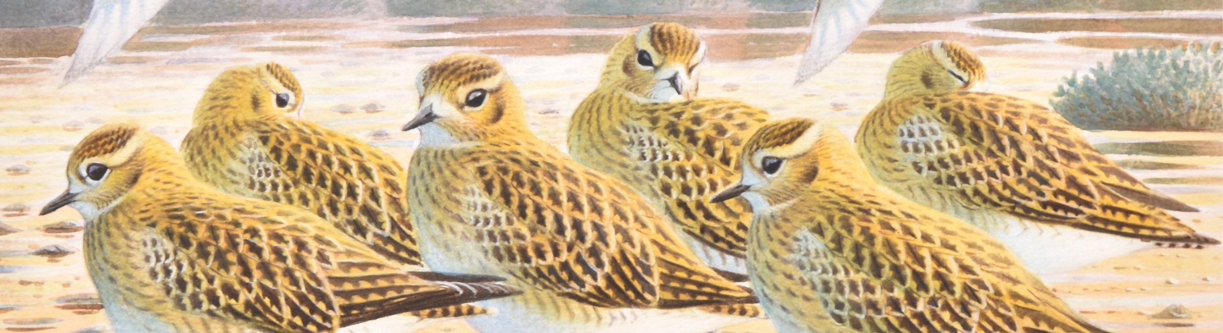 Sporting & Wildlife Auction